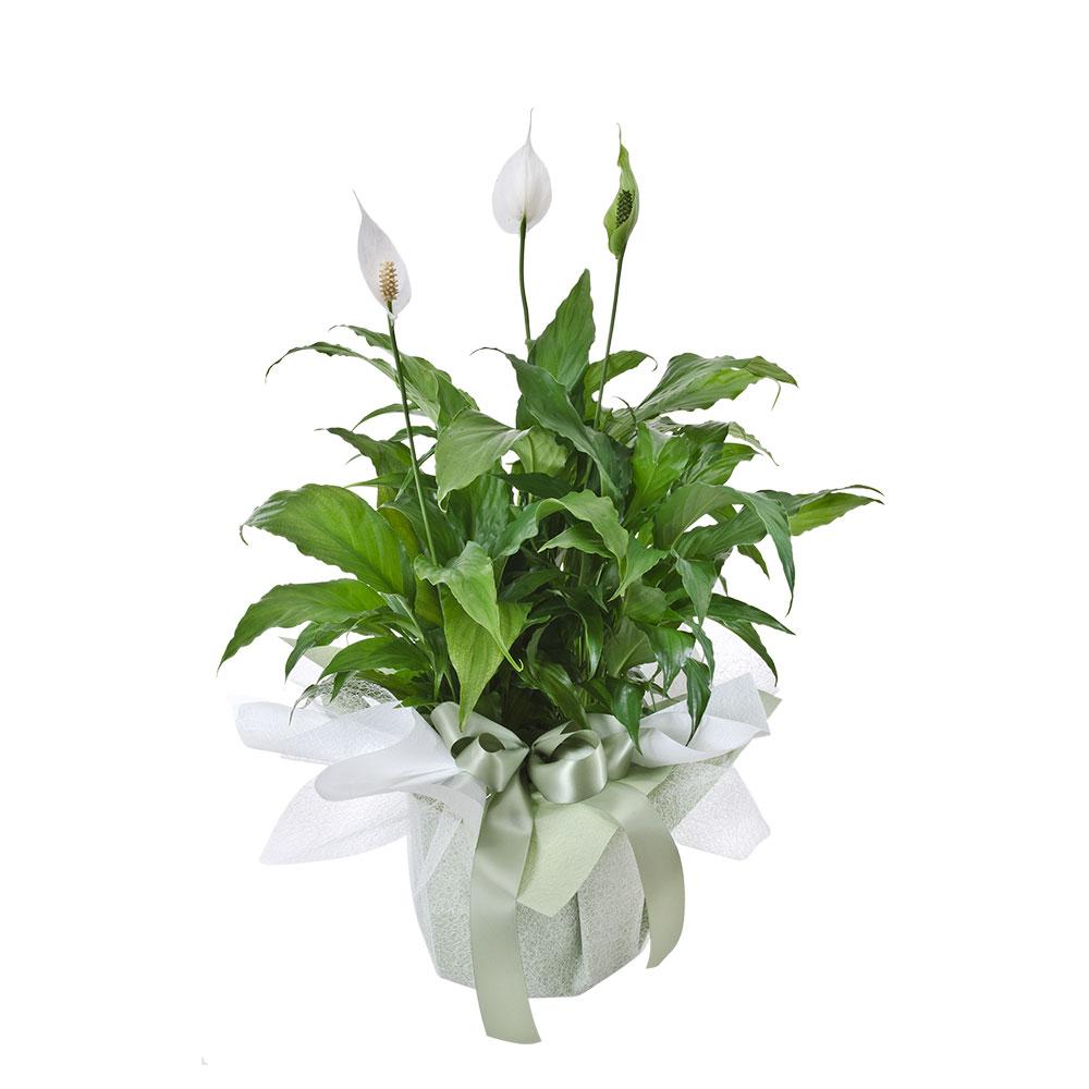 Madonna | Rosebay Florist & Nursery | Online Flower Delivery