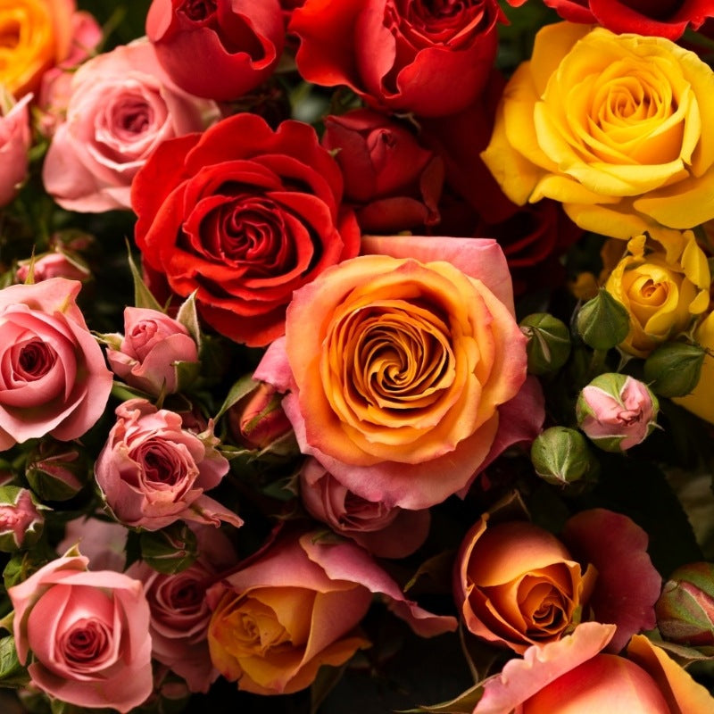 Florist Choice: Classic Roses - Cheerful Flowers