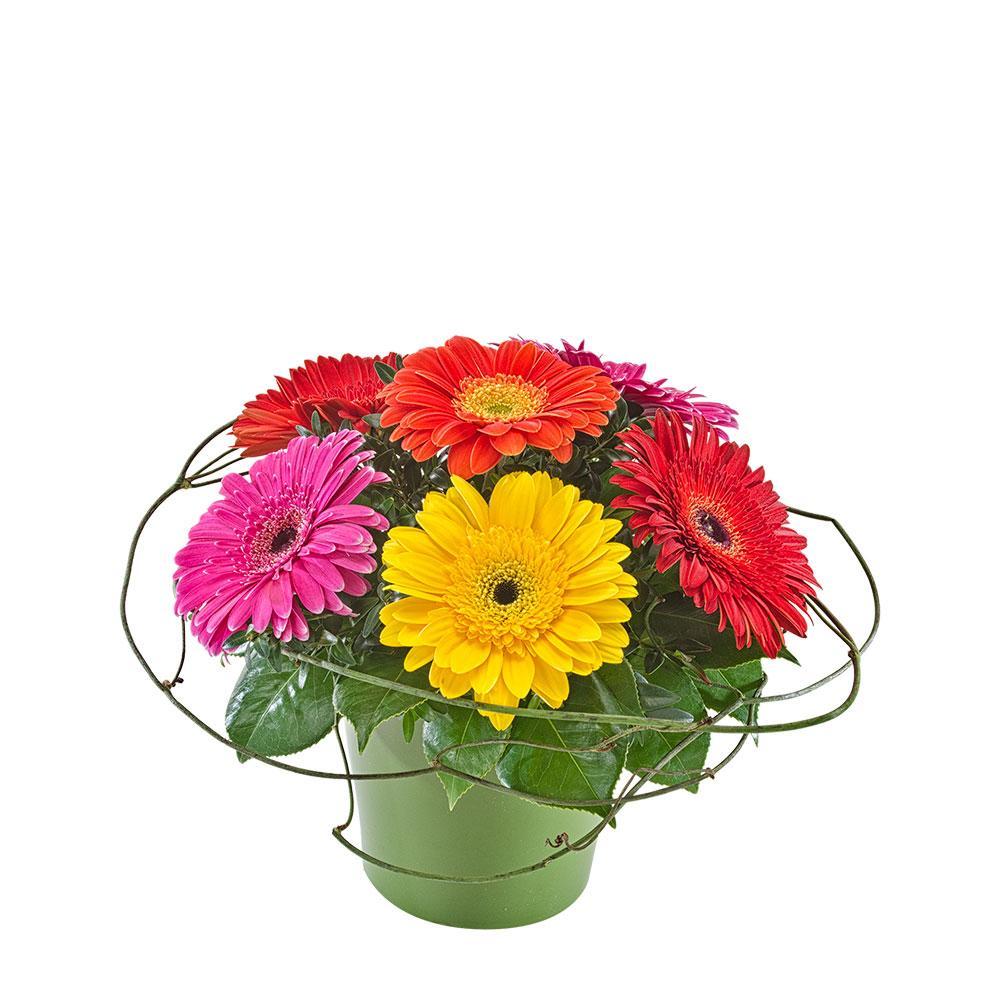Samba | Rosebay Florist & Nursery | Send Flowers